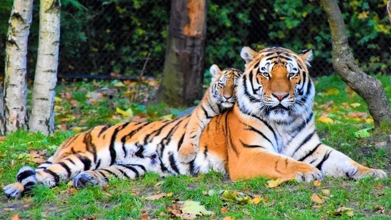 Người đang suy nghĩ về vận mệnh