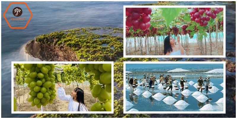 Vườn nho trĩu quả tại Vĩnh Hy, điểm dừng chân lý tưởng trên cung đường biển